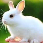 Funded Trader Gsuv2008